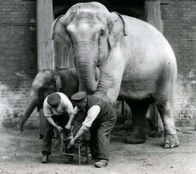 Elefante indiano femmina adulta, Assam Lukhi con il custode Charles Eyles, mentre le vengono tagliate le unghie allo Zoo di Londra, settembre 1923 da Frederick William Bond
